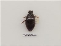 藏品(龍蝨、牙蟲)的圖片